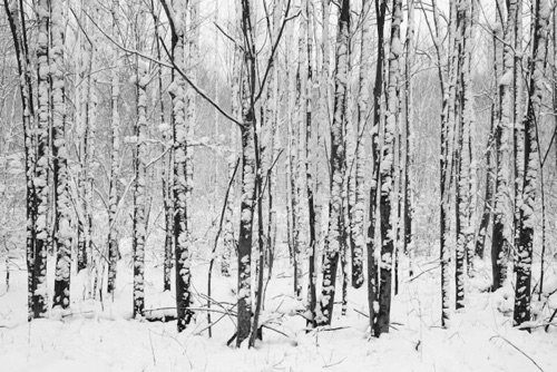 ©Dwight_Hiscano Great Swamp National Wildlife Refuge, Morris County, NJ (2304SA).jpg